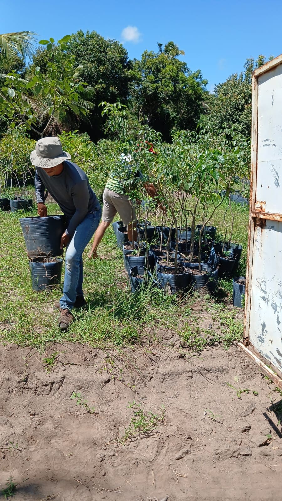 Pessoa seleciona mudas em recipientes de cultivo