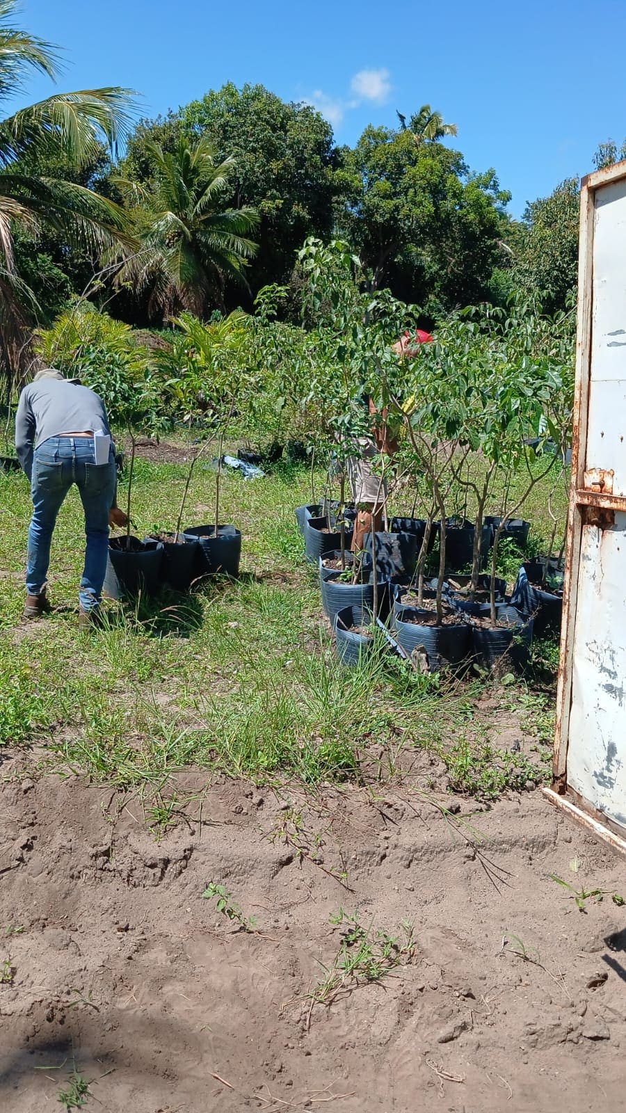 Mudas organizadas em recipientes em uma área verde