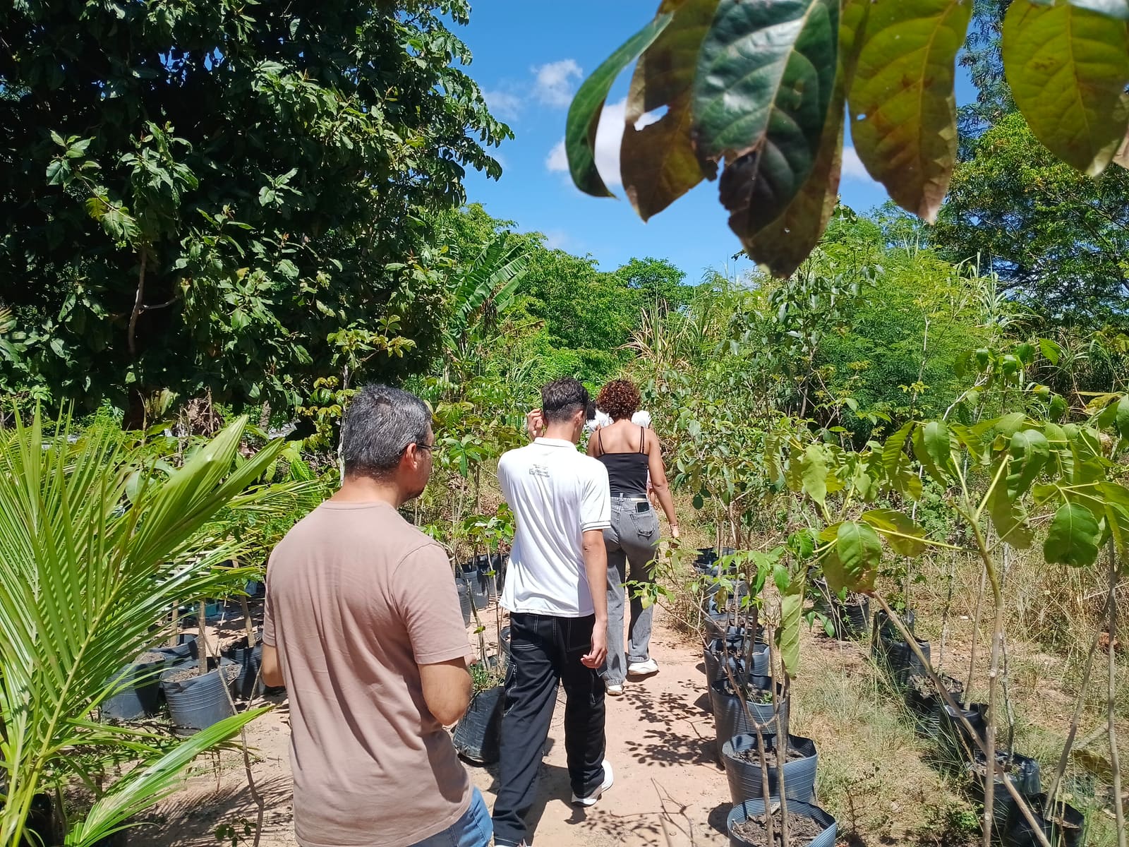 Participantes observam mudas no viveiro